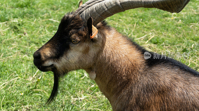 有角的矮山羊(Capra hircus)站在围场的绿色草地上的特写图像，侧面视图，头像，聚焦于前景